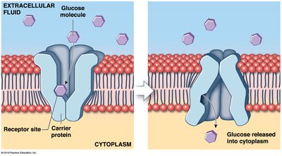 Facilitated diffusion of glucose across a membrane