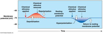 Changes in membrane potential: depolarization, repolarization, hyperpolarization