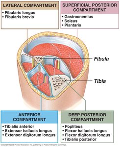 Musculoskeletal compartments of the leg