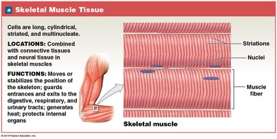 Skeletal muscle tissue structure