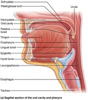Anatomy of the oral cavity (mouth)