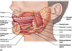 The salivary glands
