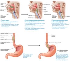 Deglutition (swallowing)