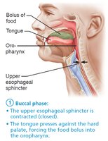 Deglutition (swallowing)