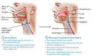 Deglutition (swallowing)