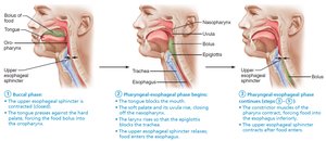 Deglutition (swallowing)