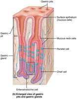 Microscopic anatomy of the stomach (gland cells)