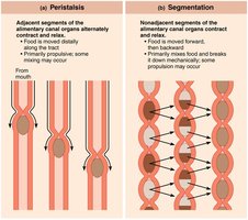 Peristalsis and segmentation