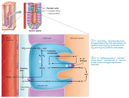 Mechanism of HCl secretion by parietal cells