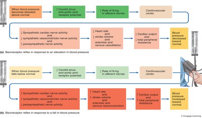 Baroreceptor reflex responses to blood pressure changes
