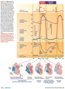 Cardiac cycle graph showing electrical, pressure, and volume changes