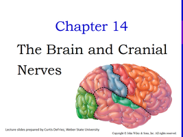Brain and Cranial Nerves chapter title slide with colored brain lobes