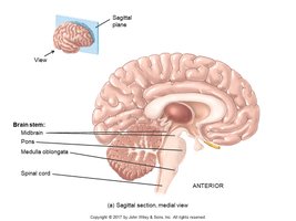 Sagittal section showing brain stem components