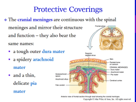 Protective coverings of the brain: cranial meninges