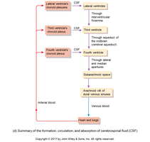 Summary diagram of CSF formation, circulation, and absorption