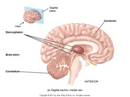 Sagittal section of the brain showing cerebrum, diencephalon, brain stem, cerebellum
