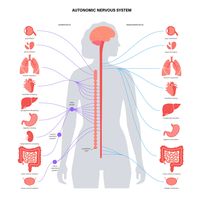Diagram of the autonomic nervous system showing sympathetic and parasympathetic divisions and their target organs.