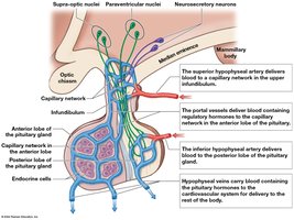 Hypophyseal portal system and blood supply to the pituitary gland