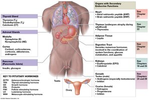 Organs and tissues of the endocrine system (detailed view)