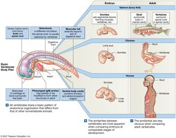 Comparative anatomy of vertebrate embryos and adults