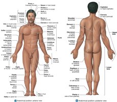 Anatomical landmarks, anterior and posterior views