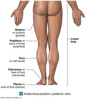 Anatomical regions, posterior view