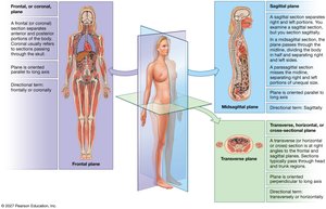 Sectional planes of the body