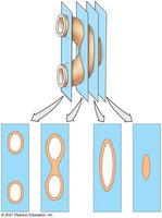 Serial reconstruction of anatomical sections