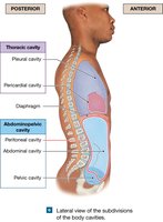 Body cavity subdivisions, lateral view
