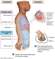 Serous membranes of the body cavities