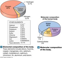 Elemental and molecular composition of the body