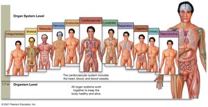 Organ systems of the human body
