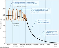 Pressure profile of the systemic circuit