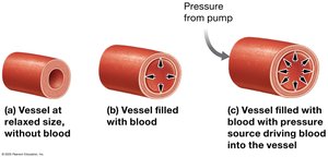 Arterial wall changes during systole and diastole