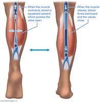 Skeletal muscle pump mechanism