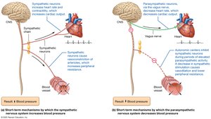 Autonomic nervous system effects on blood pressure