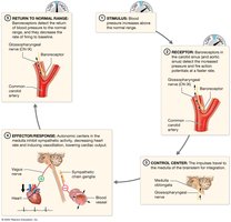 Baroreceptor reflex response to increasing BP