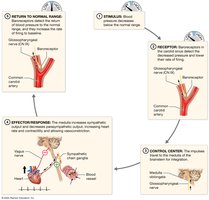 Baroreceptor reflex response to decreasing BP