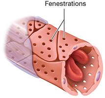 Fenestrated capillary structure
