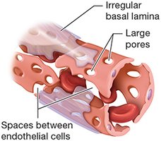 Sinusoidal capillary structure