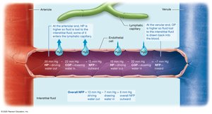 Net filtration pressure in capillaries