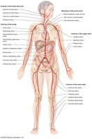 Major systemic arteries