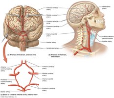 Arteries of the brain and Circle of Willis