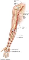 Arteries of the upper limb