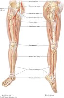 Arteries of the lower limb