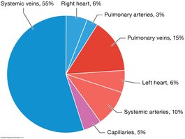 Blood distribution in the cardiovascular system