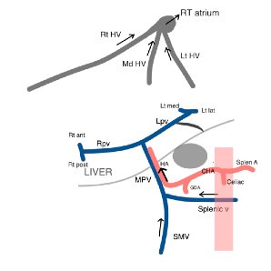 Liver vasculature diagram