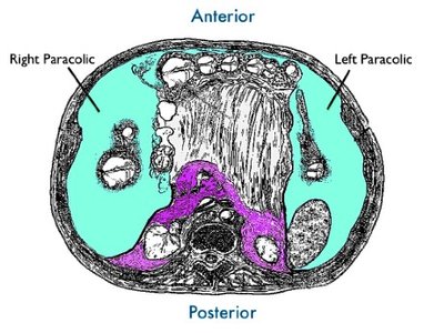 Paracolic gutters in abdomen