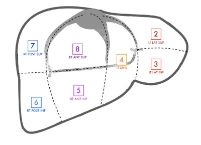 Couinaud classification of liver segments