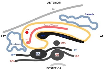 Pancreas anatomical relationships